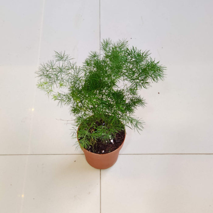 Sprengeri fern 8.5 cm pot