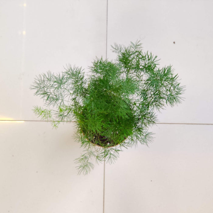 Sprengeri fern 8.5 cm pot