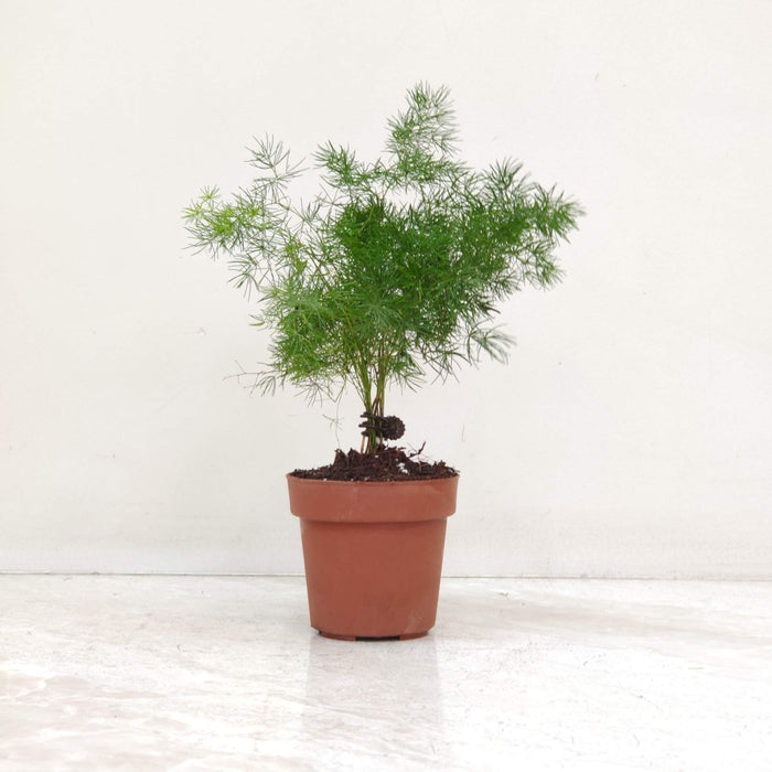 Sprengeri fern 8.5 cm pot