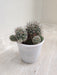 Assorted Indoor Cactus Group in Various Pots