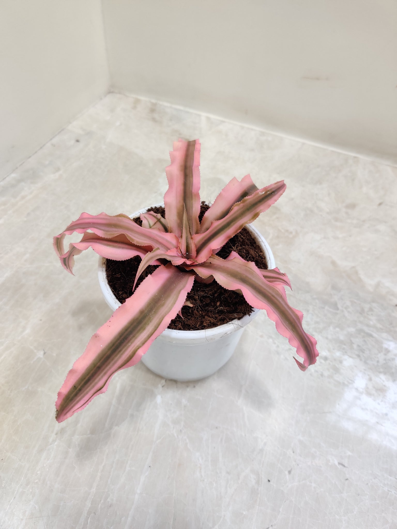 Plants – Page 2 – ChhajedGarden.com