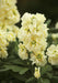 Stock Harmony Cream Yellow Flower Seeds