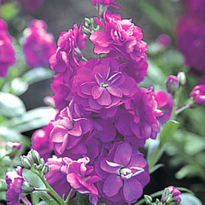 Stock Harmony Purple Flower Seeds
