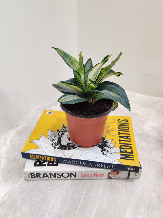 Elegant striped indoor Sansevieria plant