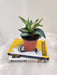 Elegant striped indoor Sansevieria plant