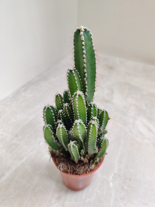 Mystical Strength Symbol Fairy Castle Cactus