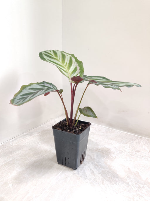 Striking Calathea 'Cora' with Green and Pink Leaves