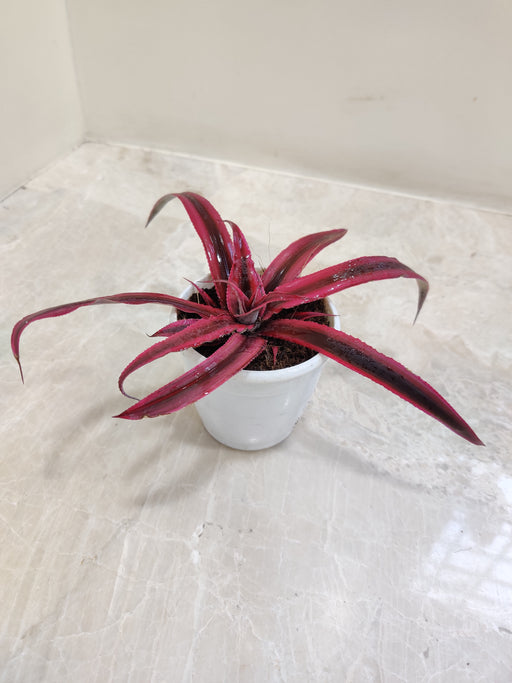 Ruby Cryptanthus mini plant for desks