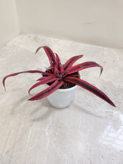 Ruby Cryptanthus mini plant for desks