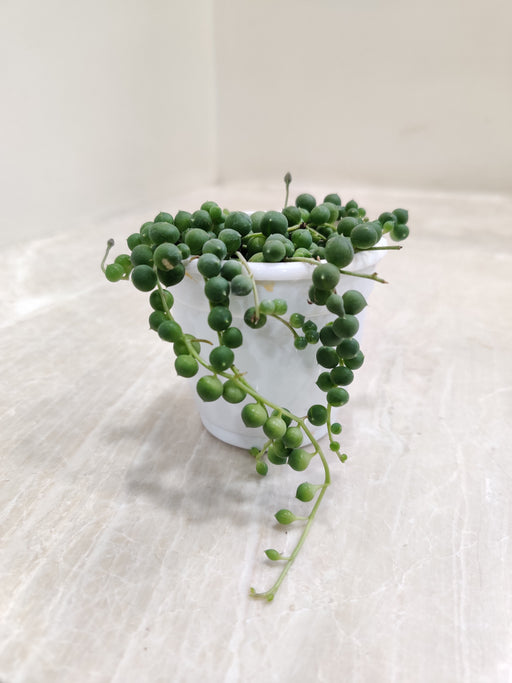 Cascading-String-of-Pearls-Indoor-Plant
