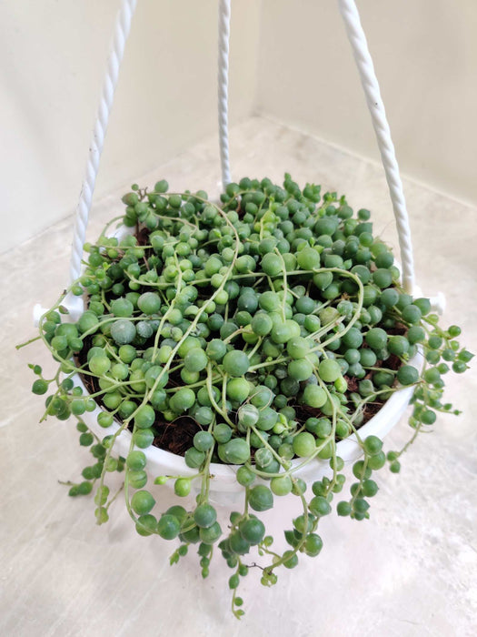 Senecio 'String of Pearls' 15 cm Hanging pot