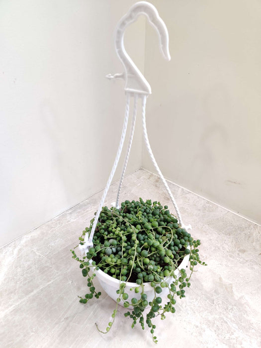 Senecio 'String of Pearls' 15 cm Hanging pot