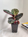 Striped Leaf Calathea Indoor Houseplant for Home
