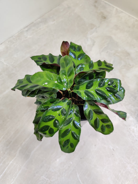 Calathea Insignis with unique leaf patterns