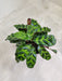 Calathea Insignis with unique leaf patterns