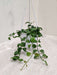 Watermelon patterned Dischidia plant hanging