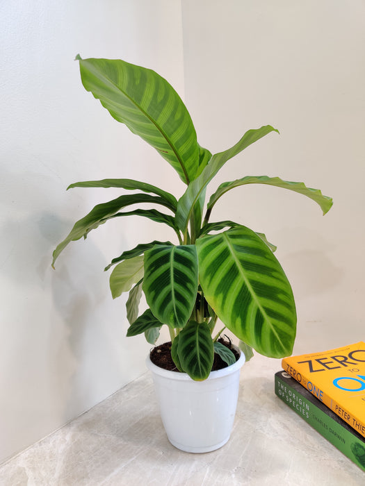Healthy Calathea Zebrina plant for home decor