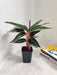 Stromanthe Sensation Variegated Indoor Plant
