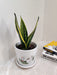 Healthy Green Snake Plant for Corporate Gift