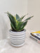 Resilient and Easy-Care Snake Plant