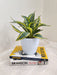 Healthy Air-Purifying Snake Plant for Office