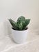 Sturdy Snake Plant for Office Gifting