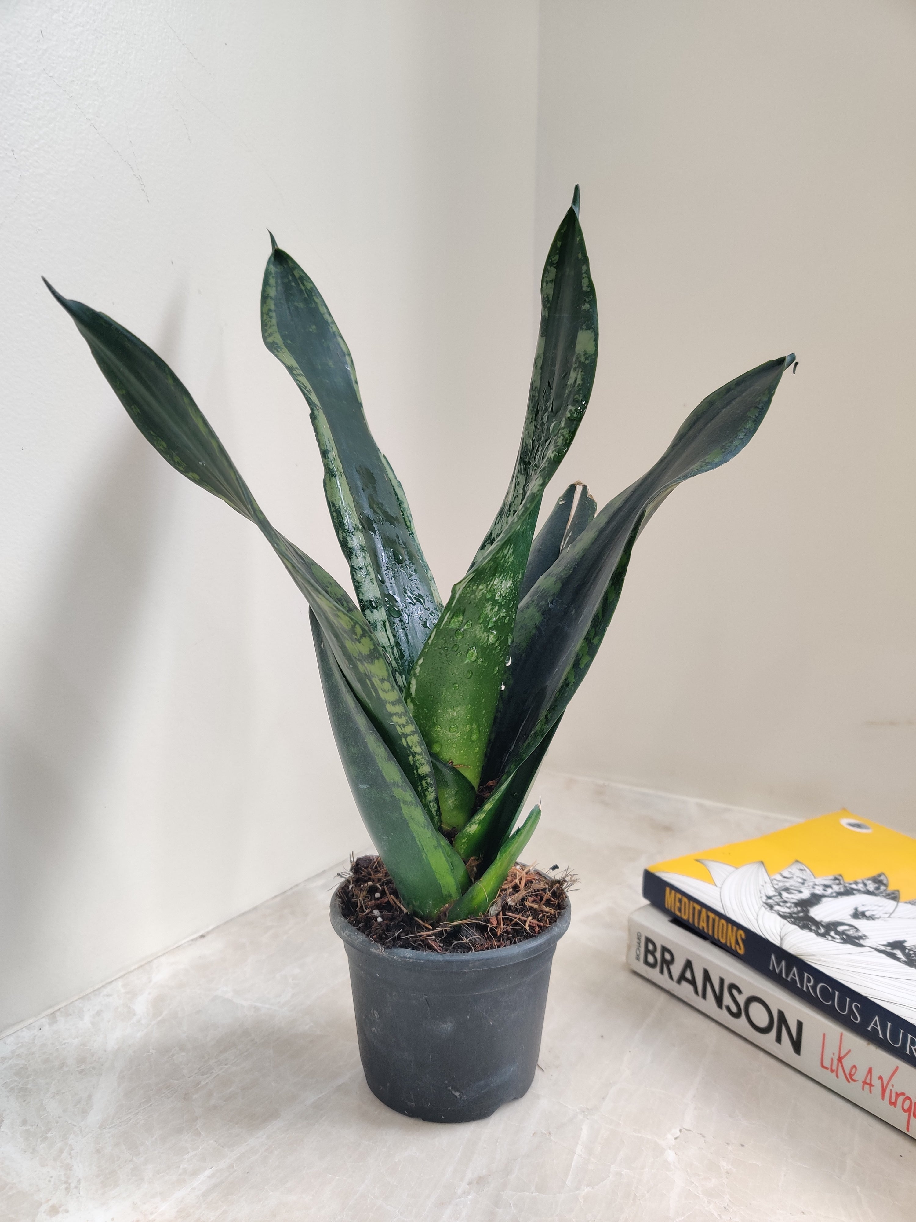 snake plant cost in india Sansevieria Whitney