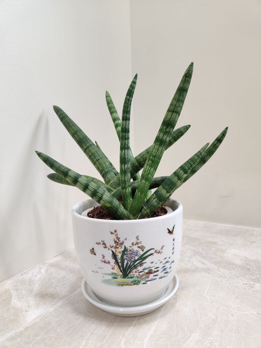 Sturdy Snake Plant for Corporate Gifting