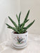 Sturdy Snake Plant for Corporate Gifting