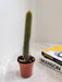Low Maintenance Indoor Winteri Cactus