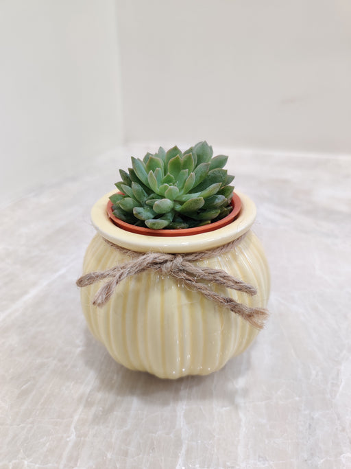 Succulent plant in cream ceramic pot for corporate gifting