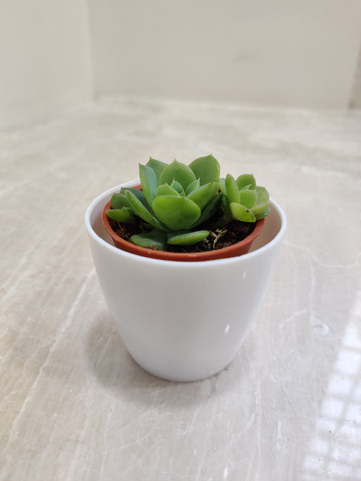Succulent plant in white plastic pot for office desk