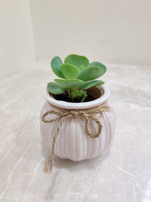 Succulent plant in elegant white pot for corporate gifting