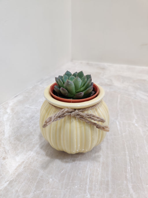 Succulent plant perfect for corporate gifting