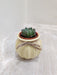 Succulent plant perfect for corporate gifting