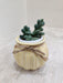 Robust succulent plant for corporate gifting
