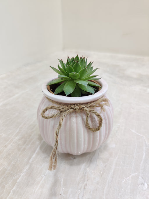 Succulent plant in pink ceramic pot