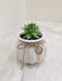 Succulent plant in pink ceramic pot