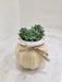 Succulent Plant in yellow ribbed pot for corporate gifting