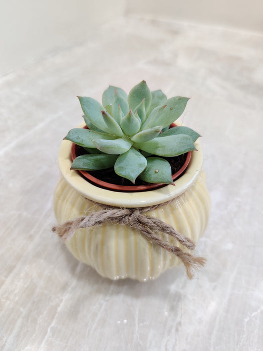 Succulent plant ideal for corporate gifting