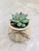 Succulent plant ideal for corporate gifting