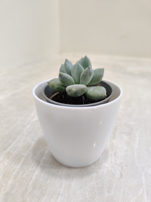 Succulent plant in white plastic pot for corporate gifting