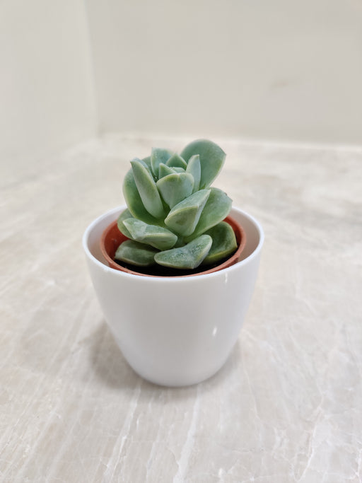 Succulent Plant in White Plastic  Pot for Desk