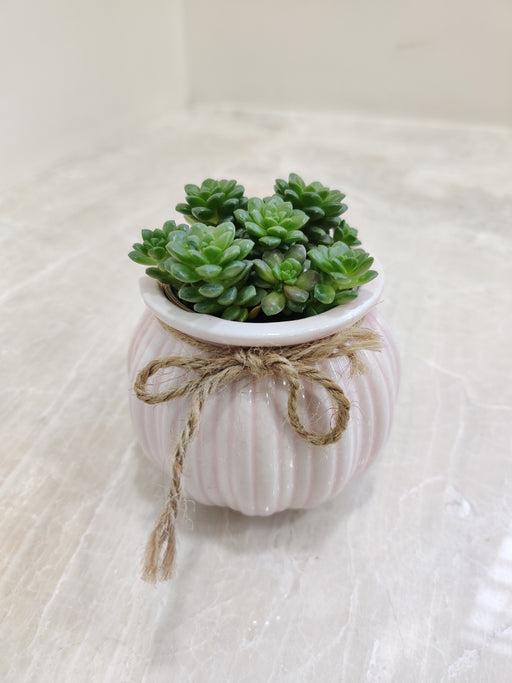 Succulent in Pink Ceramic Pot for Corporate Gifting