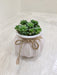Succulent in Pink Ceramic Pot for Corporate Gifting