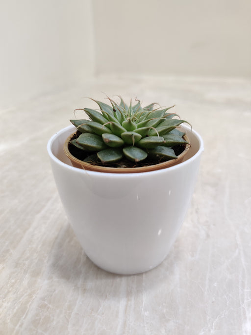 Succulent plant in white pot for office desk