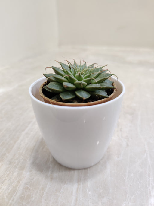 succulent office plant Buy Succulent Desk Plant for Corporate Gifting
