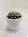Succulent plant in white pot for office desk