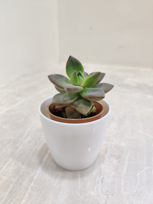 Succulent Plant in White Plastic Pot for Office