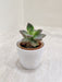 Succulent Plant in White Plastic Pot for Office